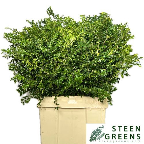 <h4>BUXUS SEMP BS</h4>