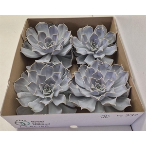 Echeveria Lilacina X4