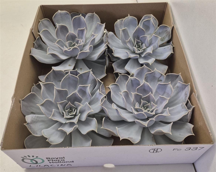 <h4>Echeveria Lilacina X4</h4>