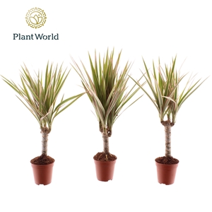 Dracaena Tiny Tummy Bicolor