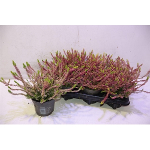 Callu Anna