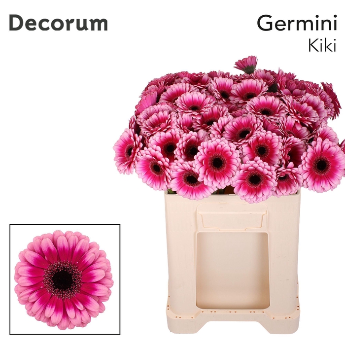 <h4>Germini Kiki Water</h4>