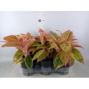 Aglaonema  'Salmon Fantasy'