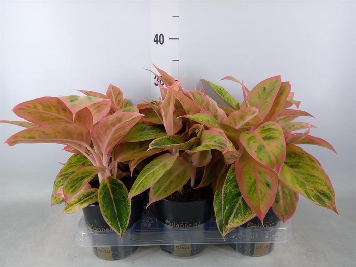 <h4>Aglaonema 'Salmon Fantasy'</h4>