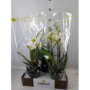 Phalaenopsis   ...white