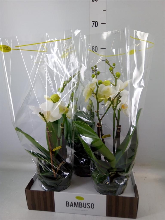 <h4>Phalaenopsis   ...white</h4>