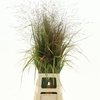 Panic Vi Warrior (2pack X75stems In Bundle)
