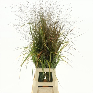 Panic Vi Warrior (2pack X75stems In Bundle)