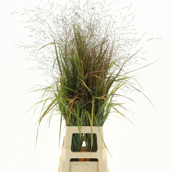 <h4>Panic Vi Warrior (2pack X75stems In Bundle)</h4>