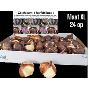 COLCHICUM GIANT
