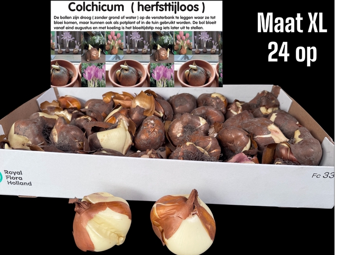 <h4>COLCHICUM GIANT</h4>
