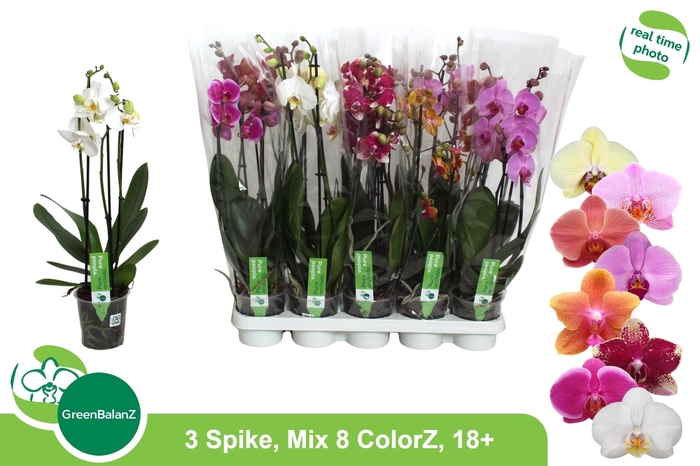 <h4>PHAL GEM 8 KL</h4>