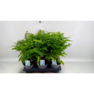 Adiantum raddi. 'Fritz-Luthi'