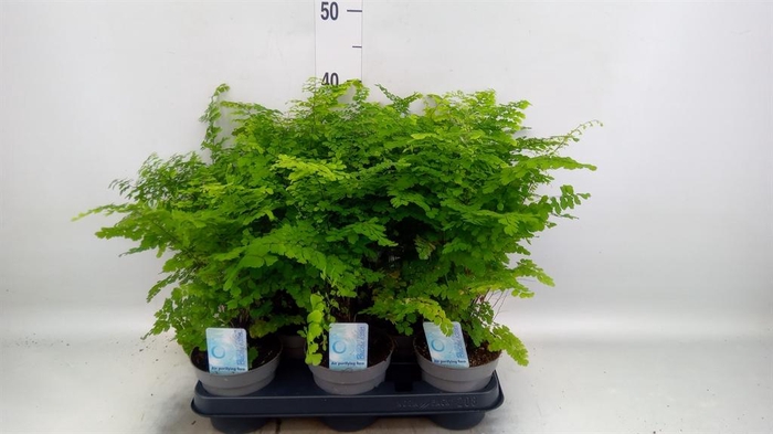 <h4>Adiantum raddi. 'Fritz-Luthi'</h4>