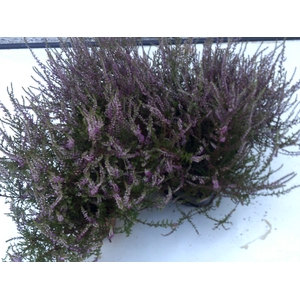 CALLU MARLIES