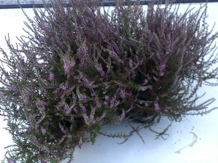 <h4>CALLU MARLIES</h4>