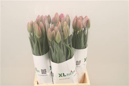 <h4>Tu Fr En Ozon</h4>