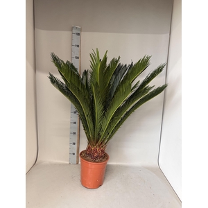 CYCAS REVOLUTA