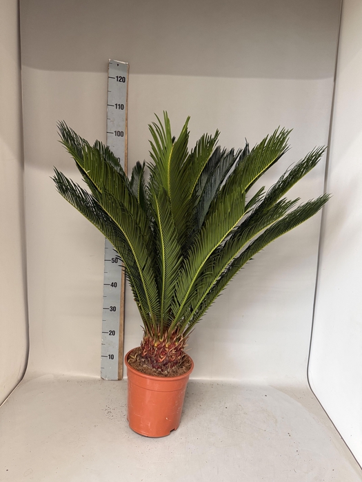 <h4>CYCAS REVOLUTA</h4>