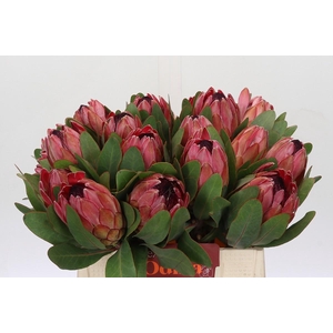 Protea Silvia