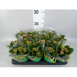 Kalanchoe blos. 'Calandiva Weaver'