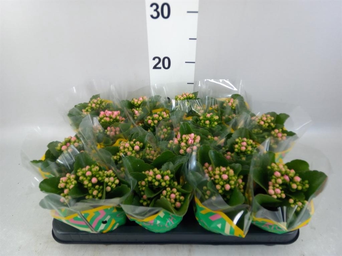<h4>Kalanchoe blos. 'Calandiva Weaver'</h4>