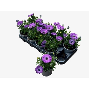 OSTEO FP LAVENDER P