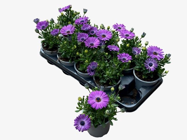 <h4>OSTEO FP LAVENDER P</h4>