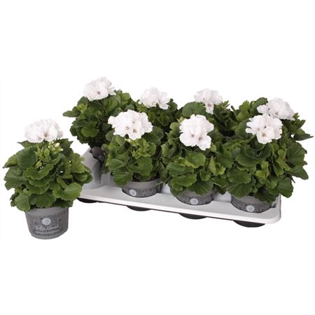 <h4>Pelargonium Don Palido</h4>