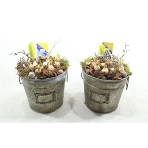 G253 ZINK EMMER HOOG BM