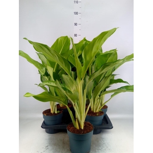 Aglaonema  'Cleopatra'