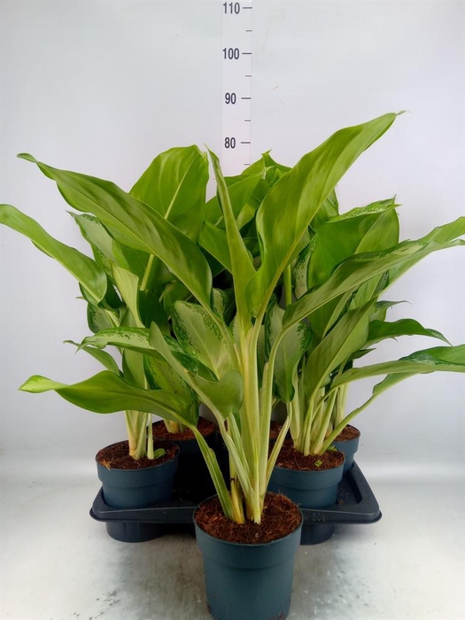 <h4>Aglaonema  'Cleopatra'</h4>