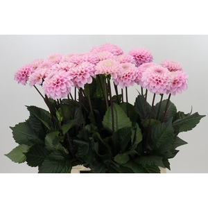 Dahlia Wizard of Oz