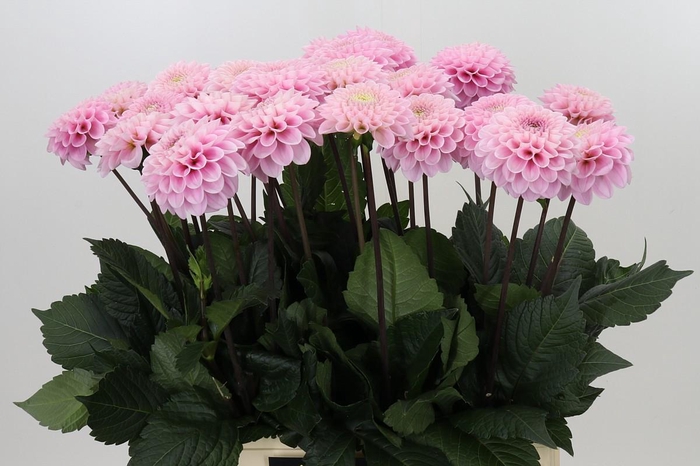 <h4>Dahlia Wizard of Oz</h4>