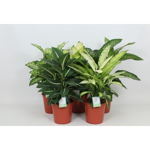 Dieffenbachia