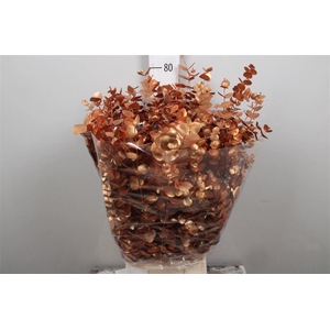 Euc Cinerea Painted Autunno De Luxe