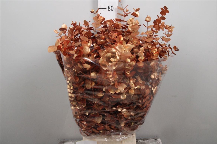 <h4>Euc Cinerea Painted Autunno De Luxe</h4>