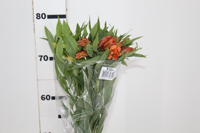 <h4>ALSTROEMERIA ORANGE QUEEN 080 CM</h4>