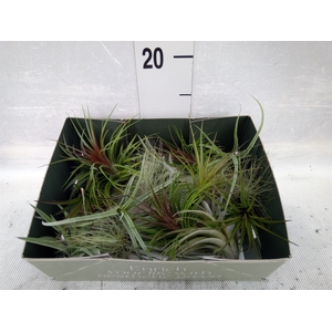 Tillandsia