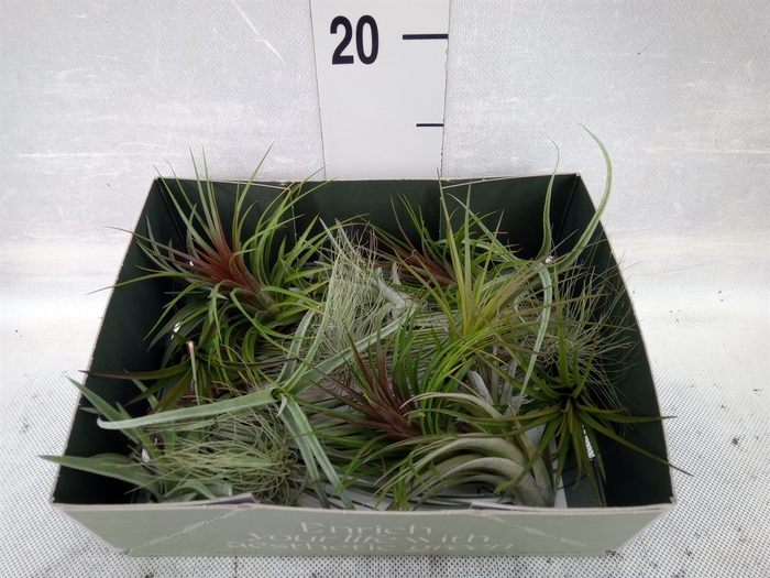 <h4>Tillandsia</h4>