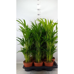 Dypsis lutescens   ...Chrysalidoca