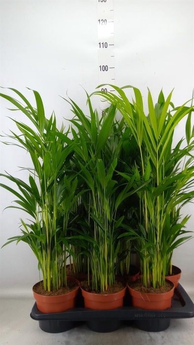 <h4>Dypsis lutescens   ...Chrysalidoca</h4>