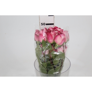 ROSA VANIA 050 CM ESTUFA