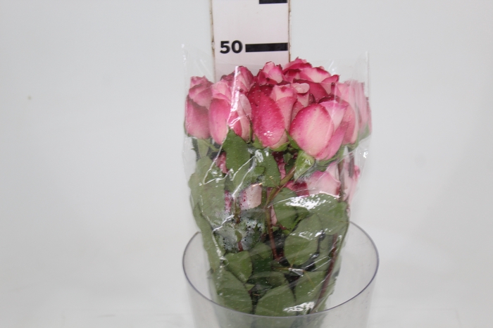 ROSA VANIA 050 CM ESTUFA