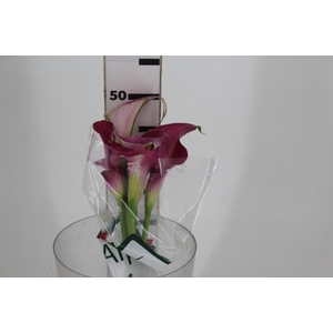CALLA EXOTIC ROMANCE 050 CM