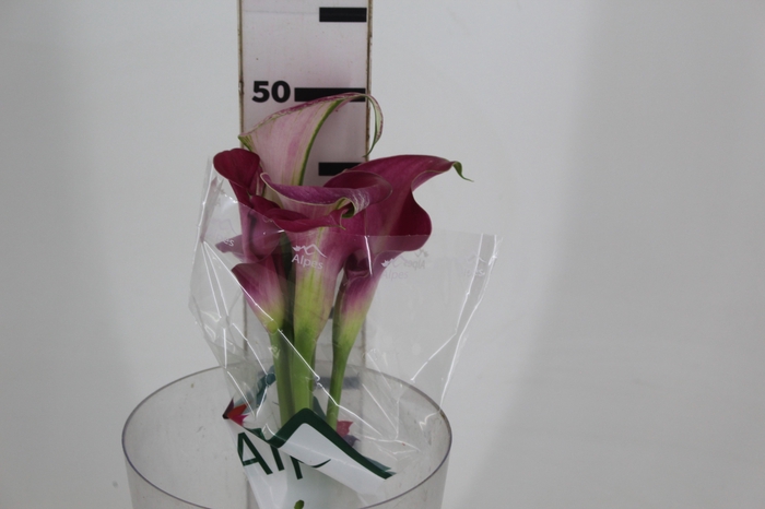<h4>CALLA EXOTIC ROMANCE 050 CM</h4>
