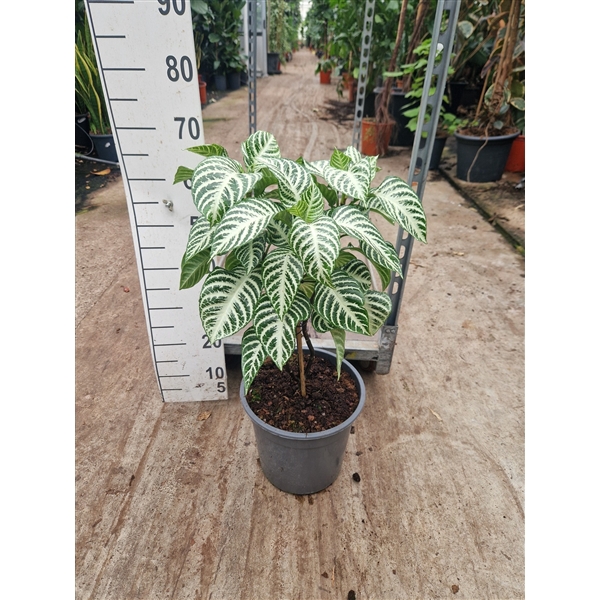 <h4>Aphelandra 'Curly white' XL</h4>