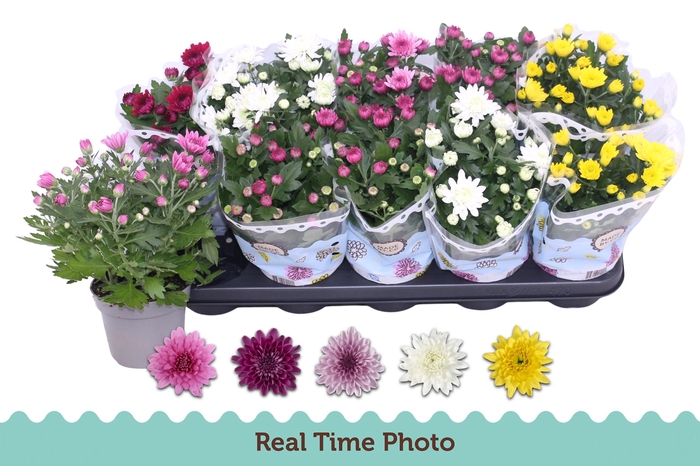 <h4>CHRYS GEVULDBL GEM</h4>