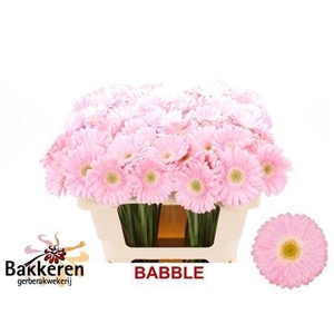 Ge Mi Babble