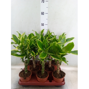 Dracaena frag. 'Golden Coast'